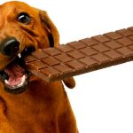 É-verdade-que-chocolate-faz-mal-para-cachorro_site-960×675